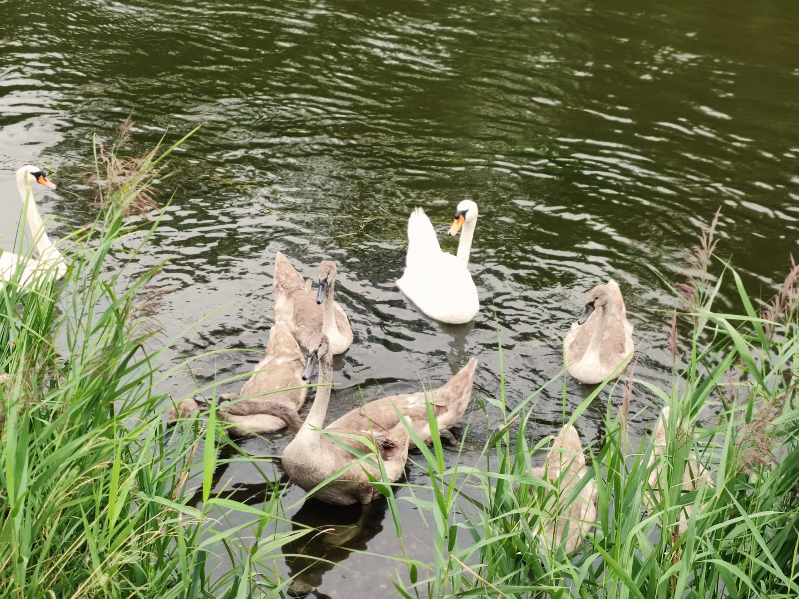 Zorganizowany spływ kajakowy Drawą